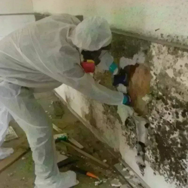 Mold Remediation and Removal in Dickinson, ND